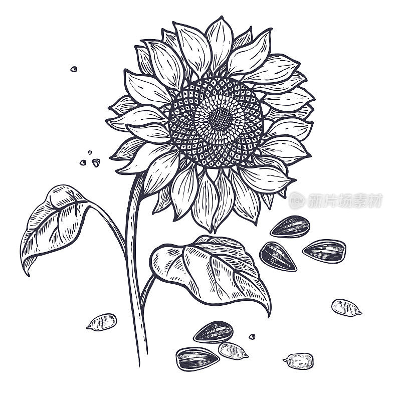 Sunflower and seeds vintage engraving.